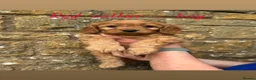 Cavapoo dogs for sale: Cavapoo puppies🩷💙 - Advert 6