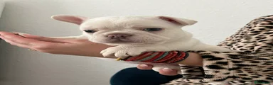 French Bulldog 1