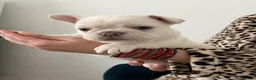 French Bulldog dogs for sale: French Bulldog Blue & Platinum Puppies  - Advert 27
