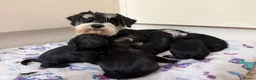 Miniature Schnauzer dogs for sale: Miniature Schnauzers X Pups **Ready Now** - Advert 8