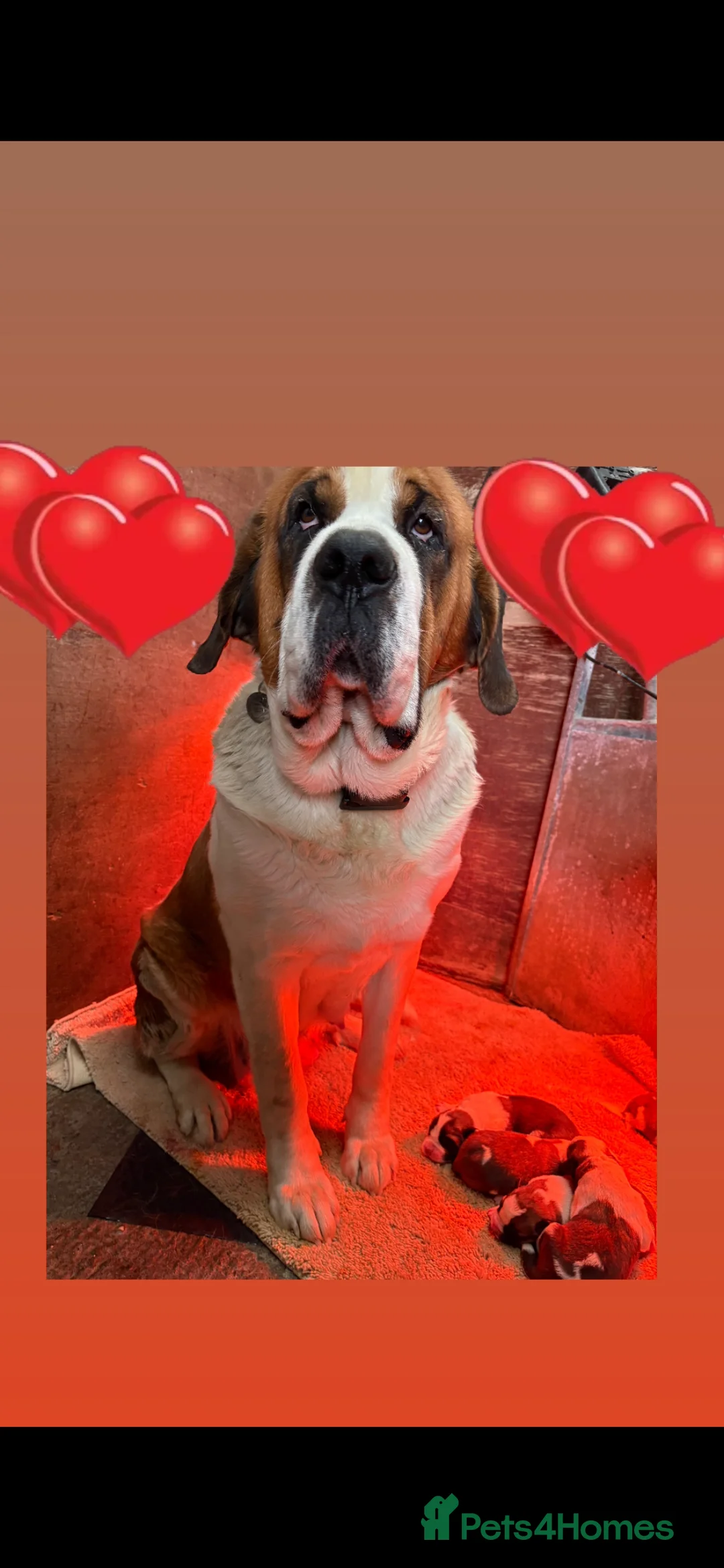 Saint Bernard dogs for sale: Chunky family raised champ blood Saint Bernard 🐶  - Advert 7