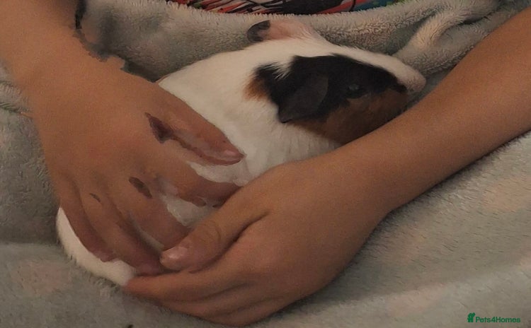 Guinea Pig rodents - Advert 1