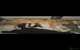 Akita dogs for sale: American akita puppies x10 - Image 20