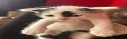Ragdoll cats for sale: Ragdoll cross kittens mother is a purebred ragdoll - Advert 17