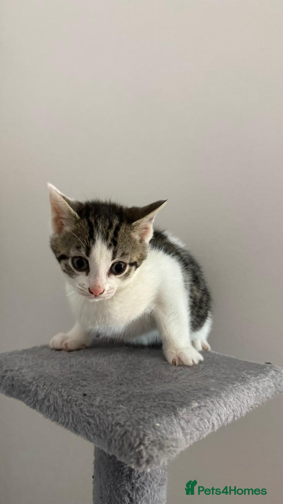 Bengal cats for sale: Bengal Mixed breed - Advert 6