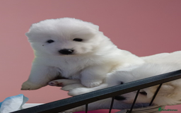 Samoyed dogs for sale: Pedigree Samoyed puppies - Image 2