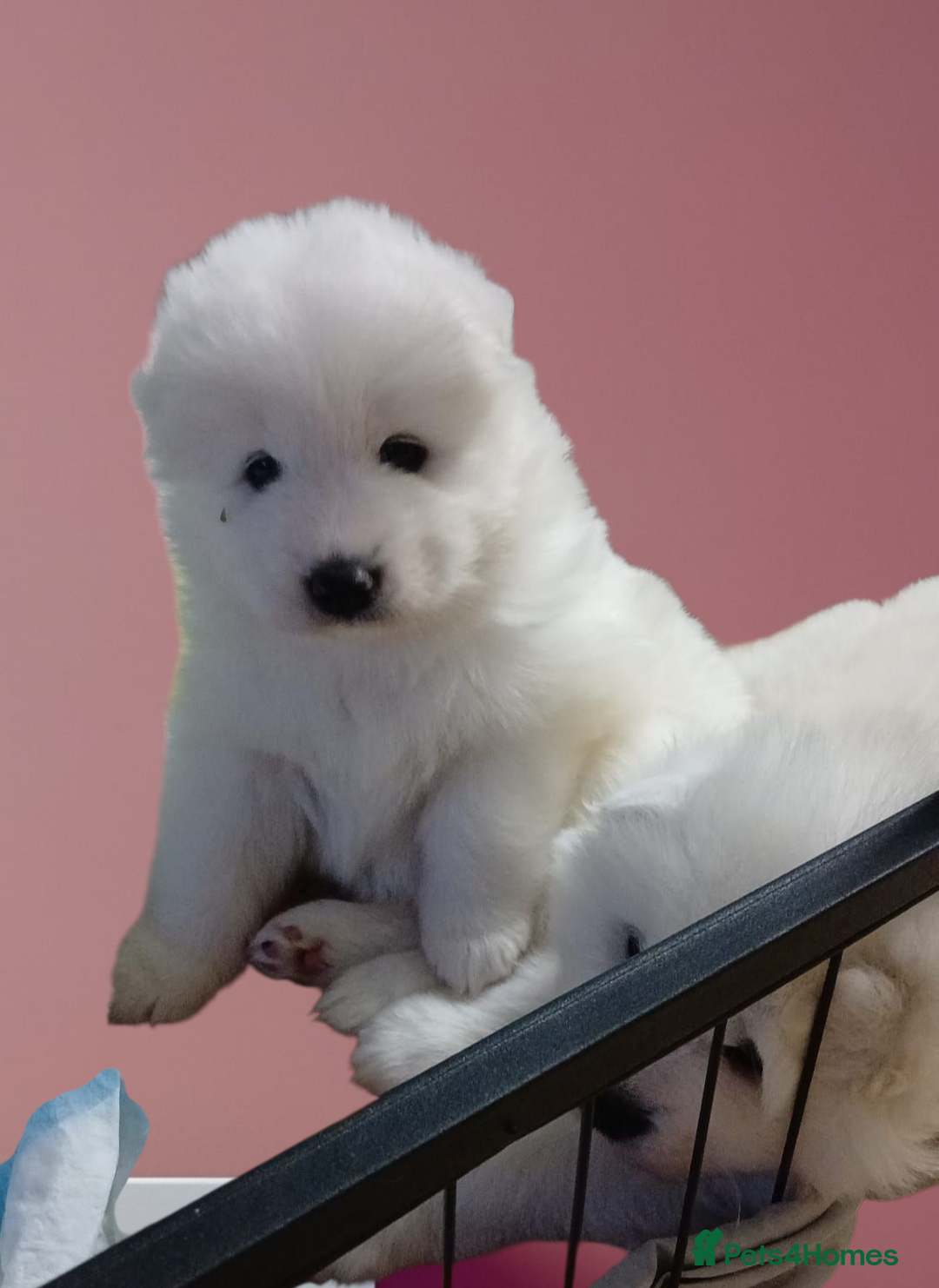 Samoyed dogs for sale: Pedigree Samoyed puppies - Image 2