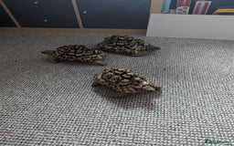 Tortoise reptiles for sale: Leopard tortoise  - Image 1