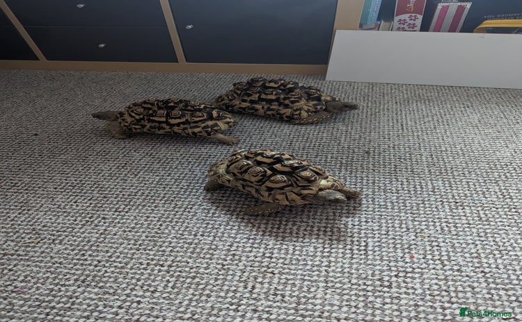 Tortoise reptiles - Advert 10