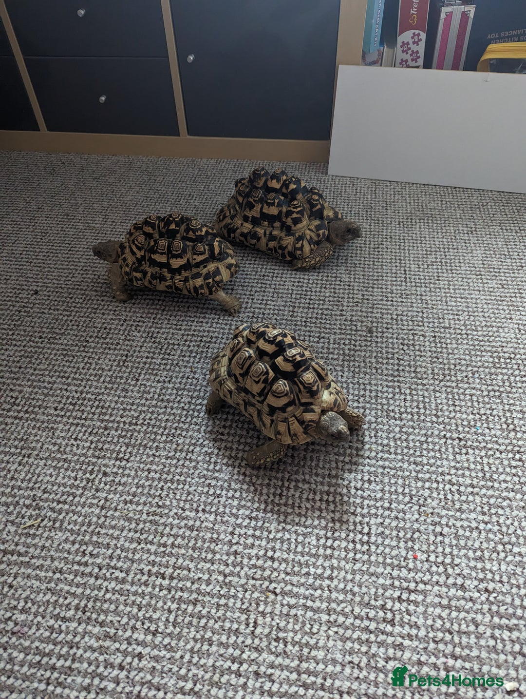 Tortoise reptiles for sale: Leopard tortoise  - Image 1