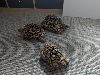 Tortoise reptiles for sale - Advert 1