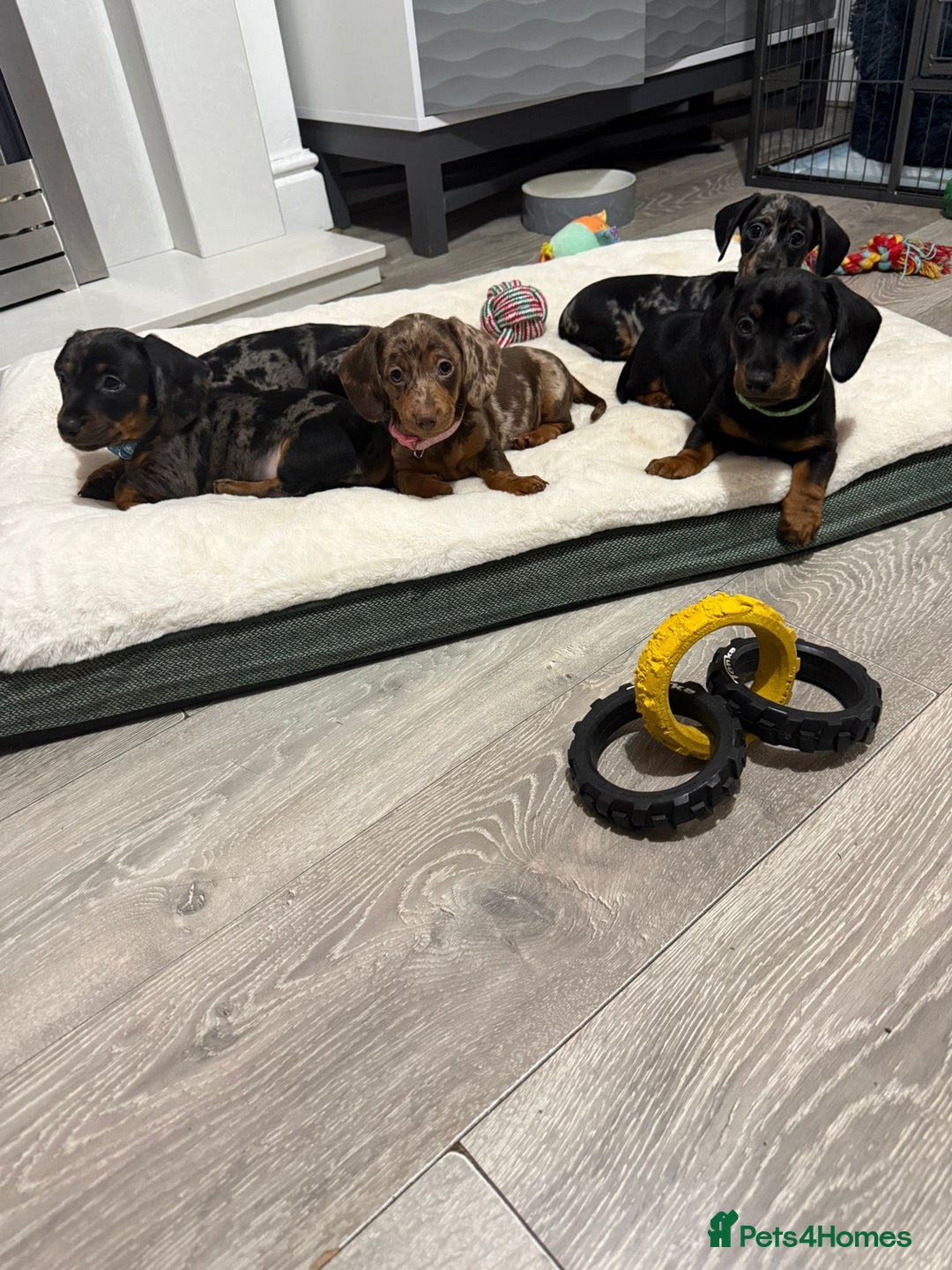 Miniature Dachshund dogs for sale: 8 Week Old Miniature Dachshund Puppies  - Advert 5