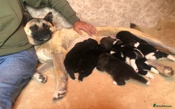 Akita dogs for sale: 7 bear faced American Akitas puppies  - Image 9