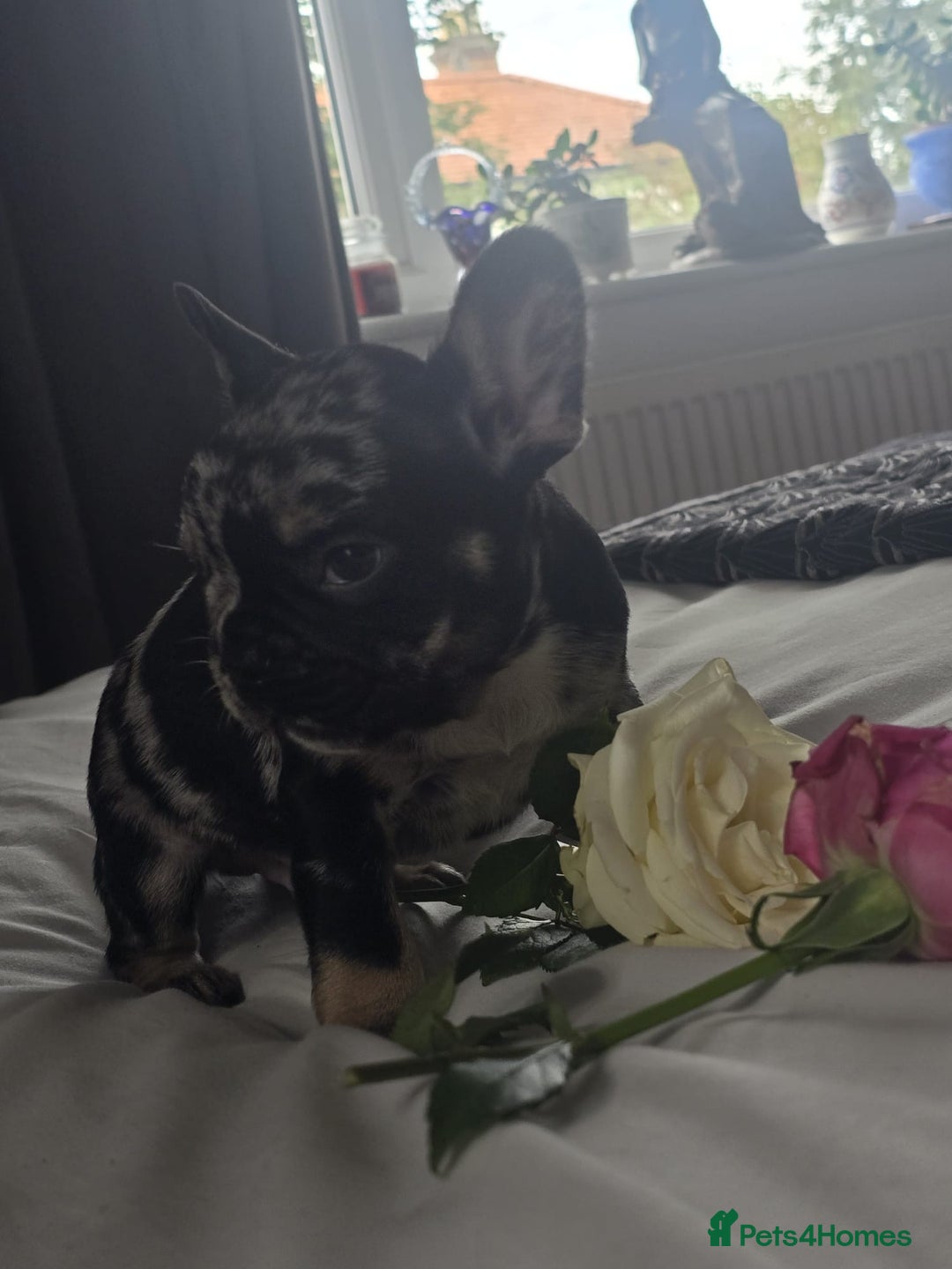 French Bulldog dogs for sale: French bulldog puppies  - Image 12