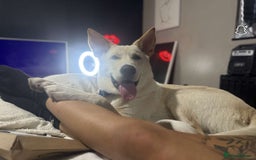 Mixed Breed dogs for sale: Blue our BFG - Image 1