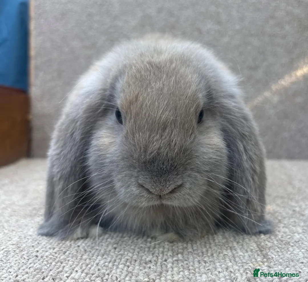 Dwarf Lop rabbits for sale: Dwarf Lop Babies - Advert 5