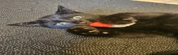 Mixed Breed cats for sale: 3 Playful Black Brother Kittens Looking for Homes - Advert 6