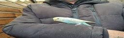 Budgerigars birds for sale: Super silly hand tamed budgies for sale  - Advert 9