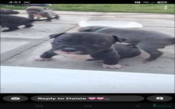 Staffordshire Bull Terrier dogs for sale: STAFFORDSHIRE BULL TERRIOR PUPPIES - Image 31