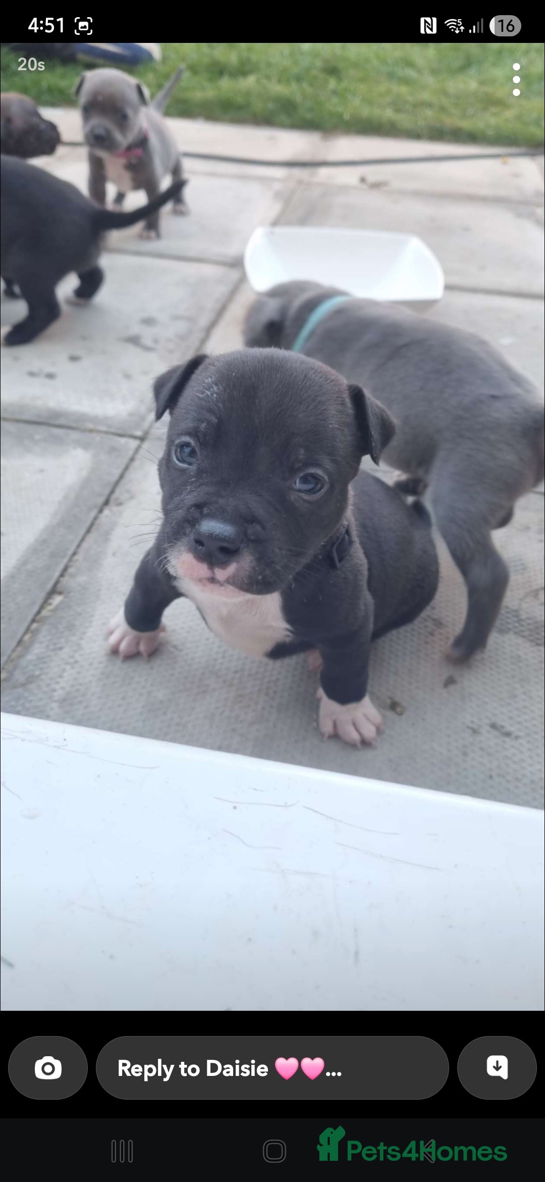 Staffordshire Bull Terrier dogs for sale: STAFFORDSHIRE BULL TERRIOR PUPPIES - Image 31