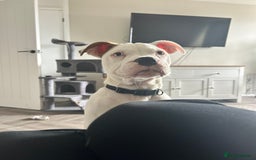 Mixed Breed dogs for sale: Dexter  - Image 7
