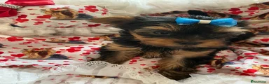 Yorkshire Terrier 2