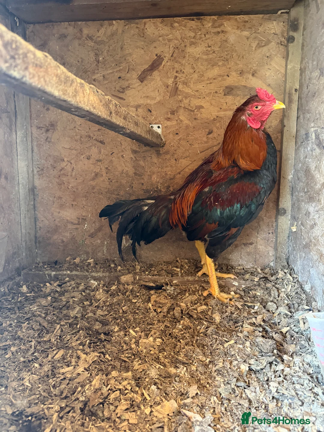 Chickens poultry for sale: Pakistani aseel - Advert 1