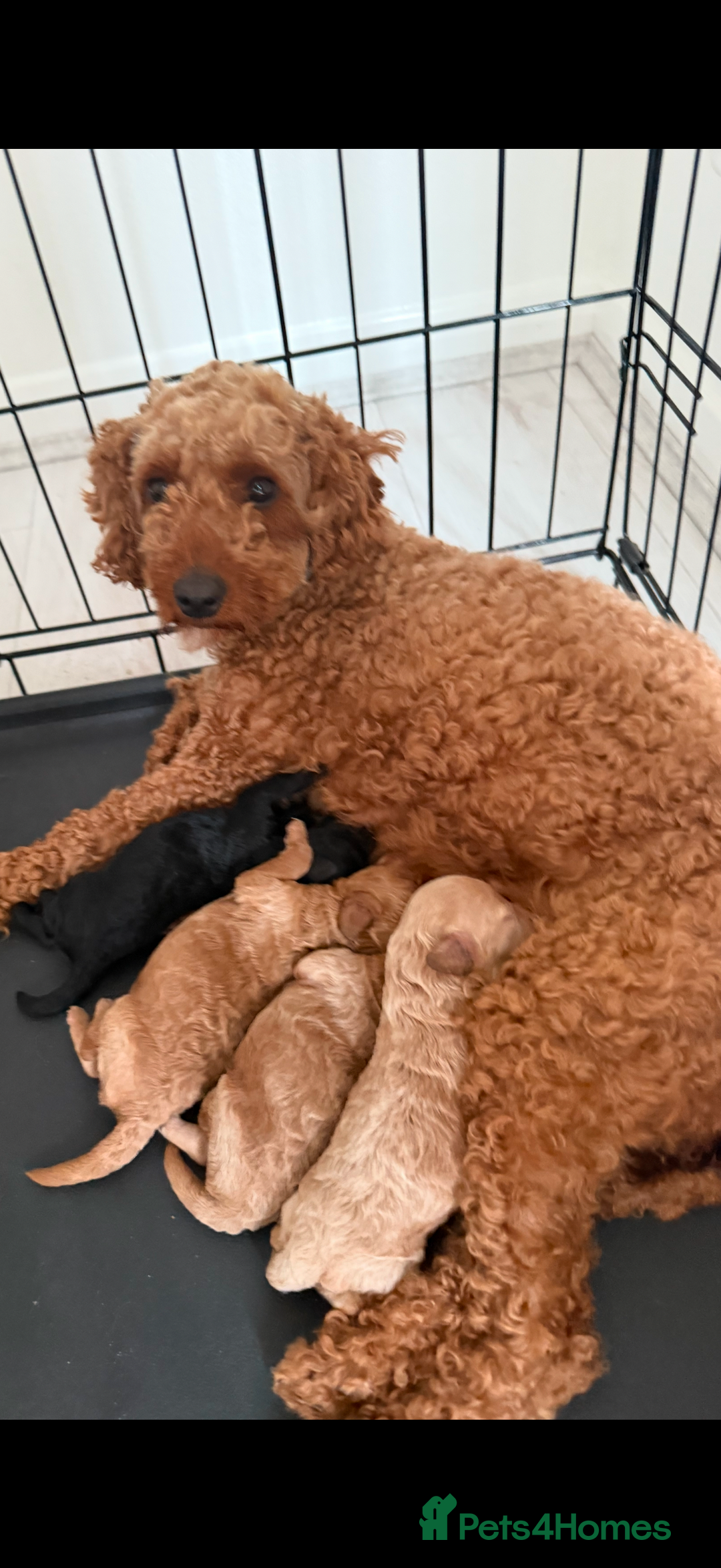 Cockapoo dogs for sale: F1bb Pettit cockapoo puppies  - Advert 7