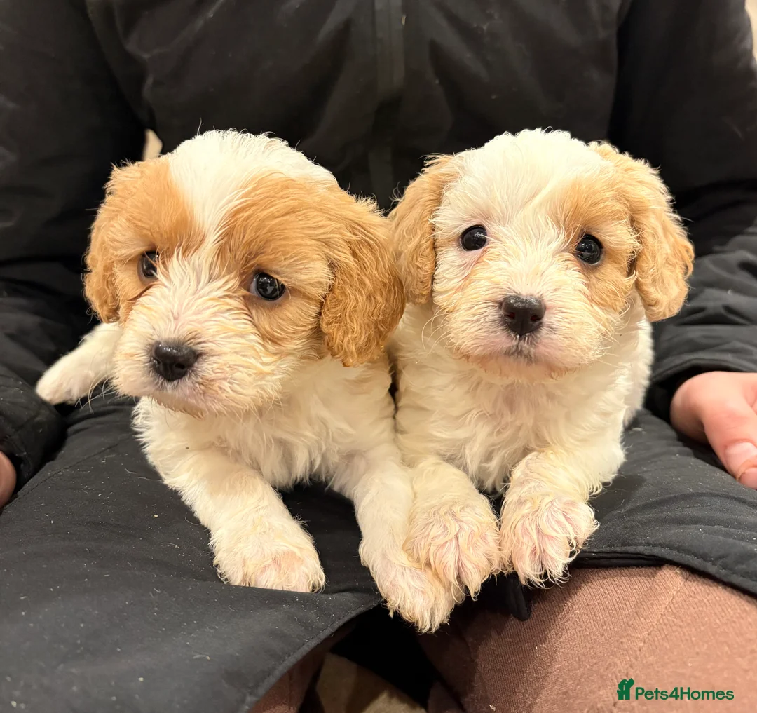 Cavapoo dogs for sale: Miniature Cavapoos  - Advert 4