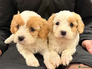 Cavapoo dogs Miniature Cavapoos - Advert 12