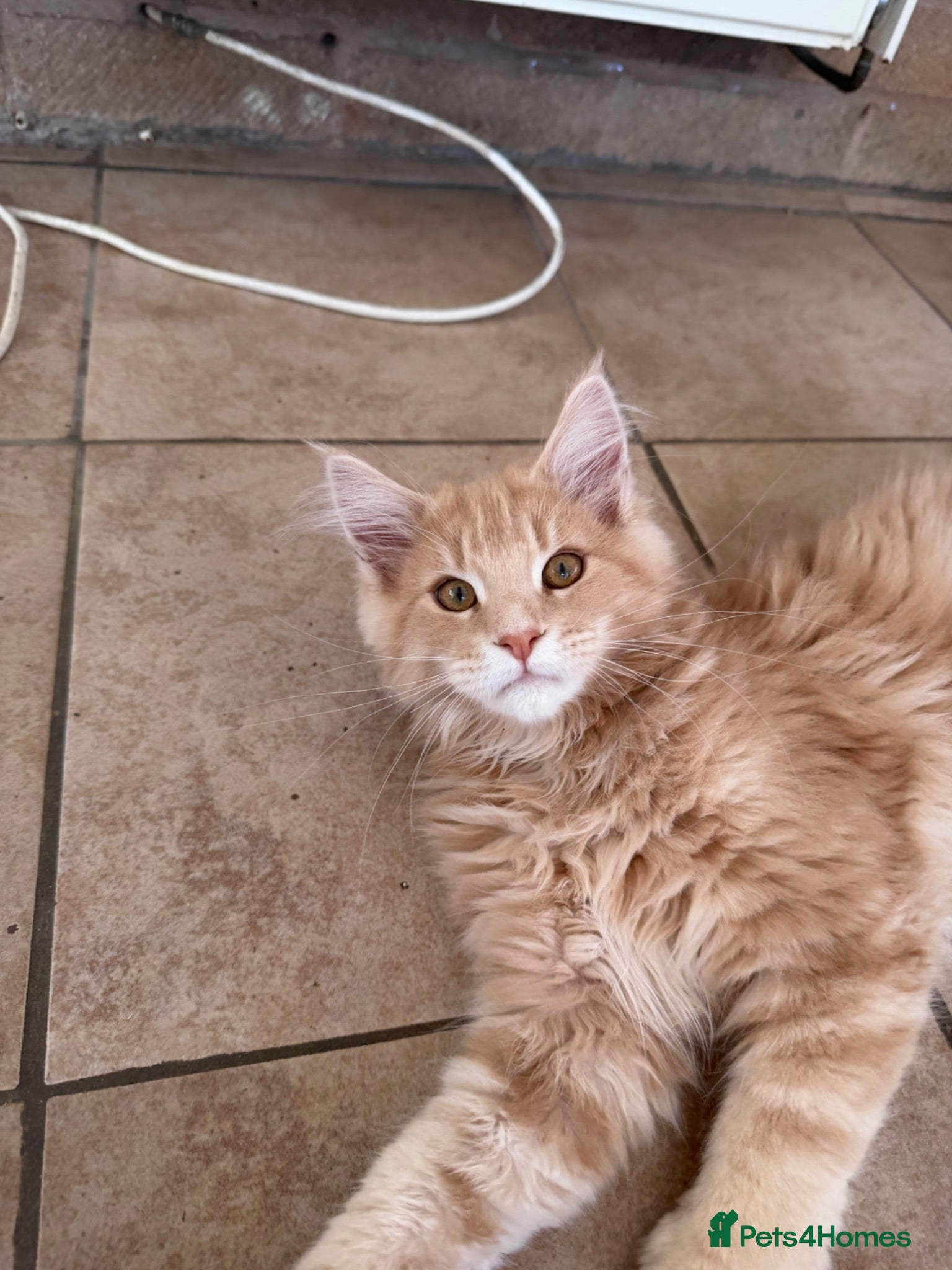 Maine Coon cats Pedigree TICA Mainecoons with champion dad  - Advert 1