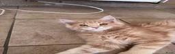 Maine Coon cats for sale: Pedigree TICA Mainecoons with champion dad  - Advert 1