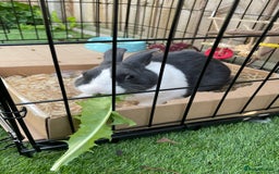 Dutch rabbits for sale: Male rabbit  - Advert 3