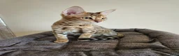 Savannah cats for sale: 3 beautilful F5 Savannah kittens - Advert 5