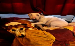 English Bull Terrier dogs for sale: Free English Bull terrier looking for a new home - Image 4