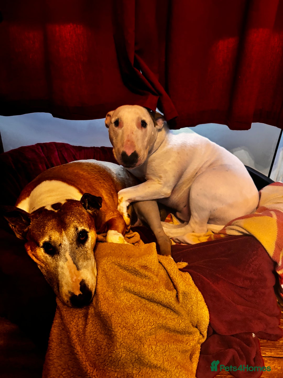 English Bull Terrier dogs for sale: Free English Bull terrier looking for a new home - Image 4