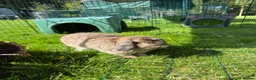 Mini Lop rabbits for sale: 10 month old mini lop  - Advert 2