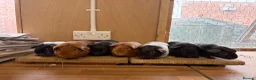 Guinea Pig rodents for sale: Male Guineapigs’s for sale  in Hastings - Advert 3