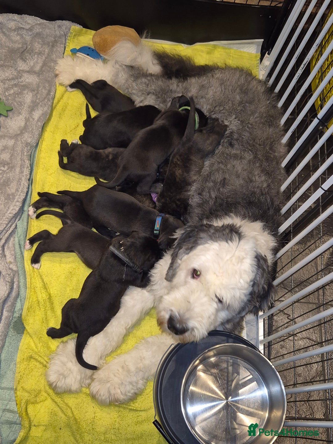 Mixed Breed dogs for sale: Mixed breed puppies  - Image 2