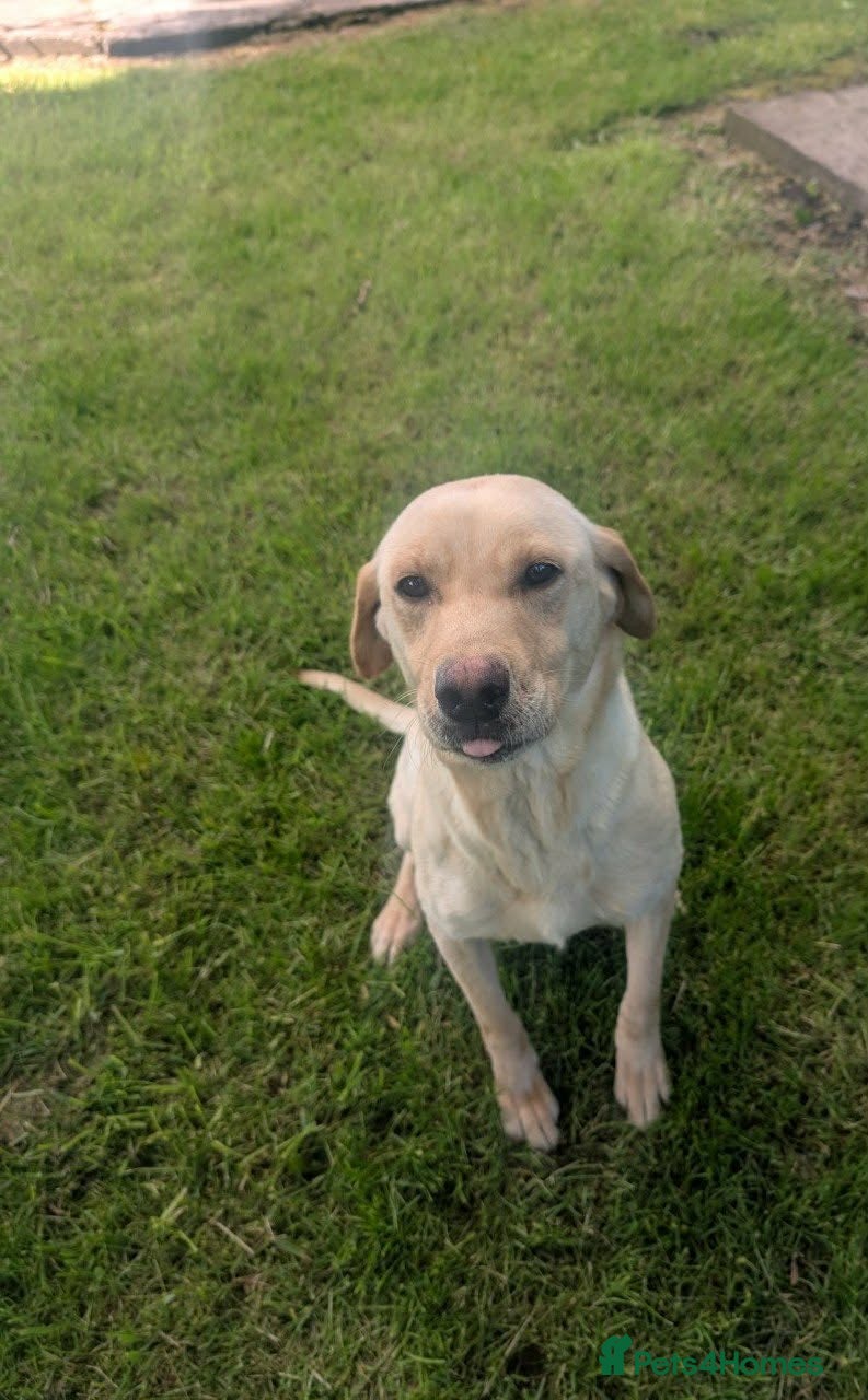 nala