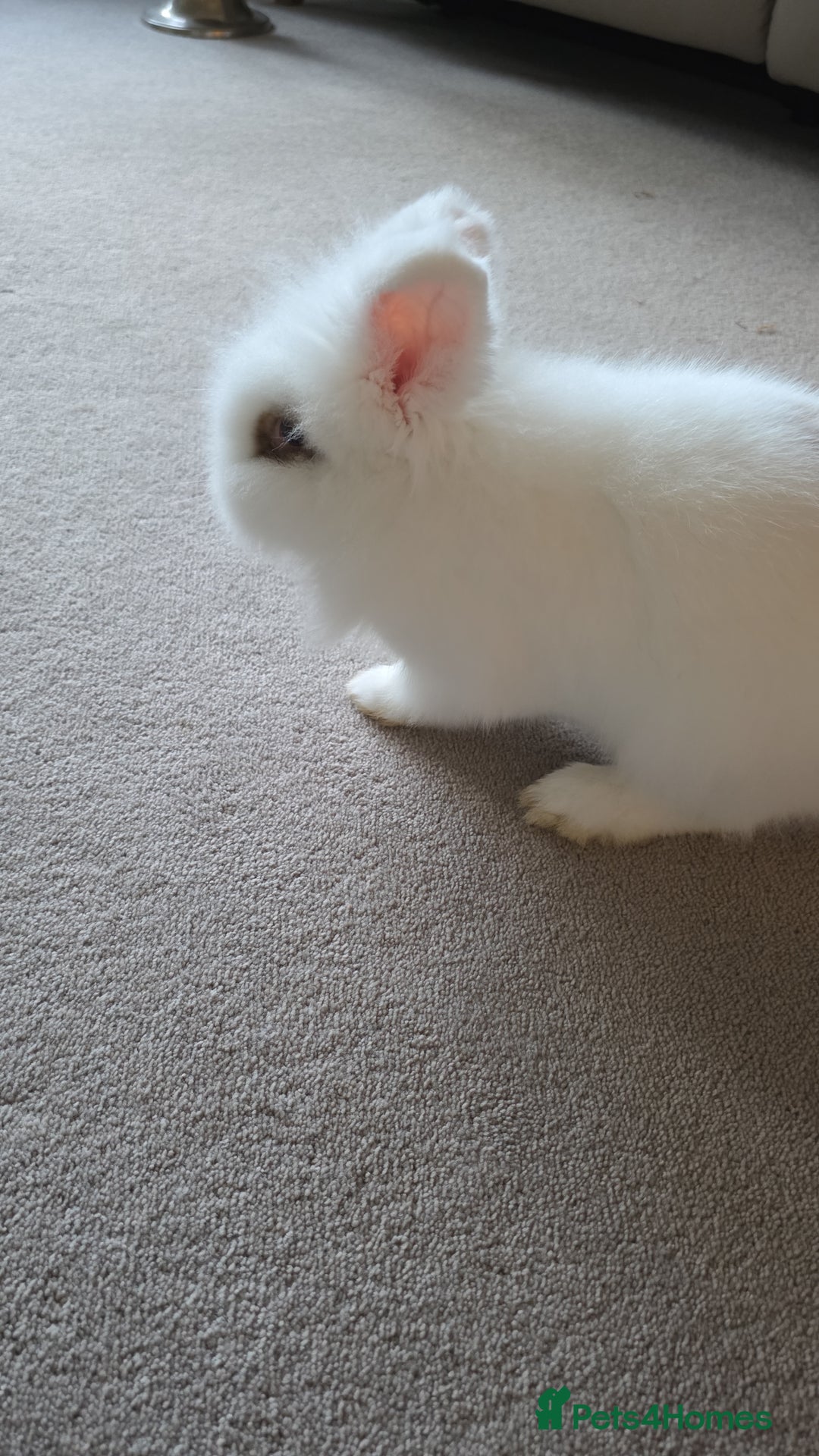 Lionhead rabbits for sale: Friendly male rabbit 😍 perfect for  **   - Advert 4