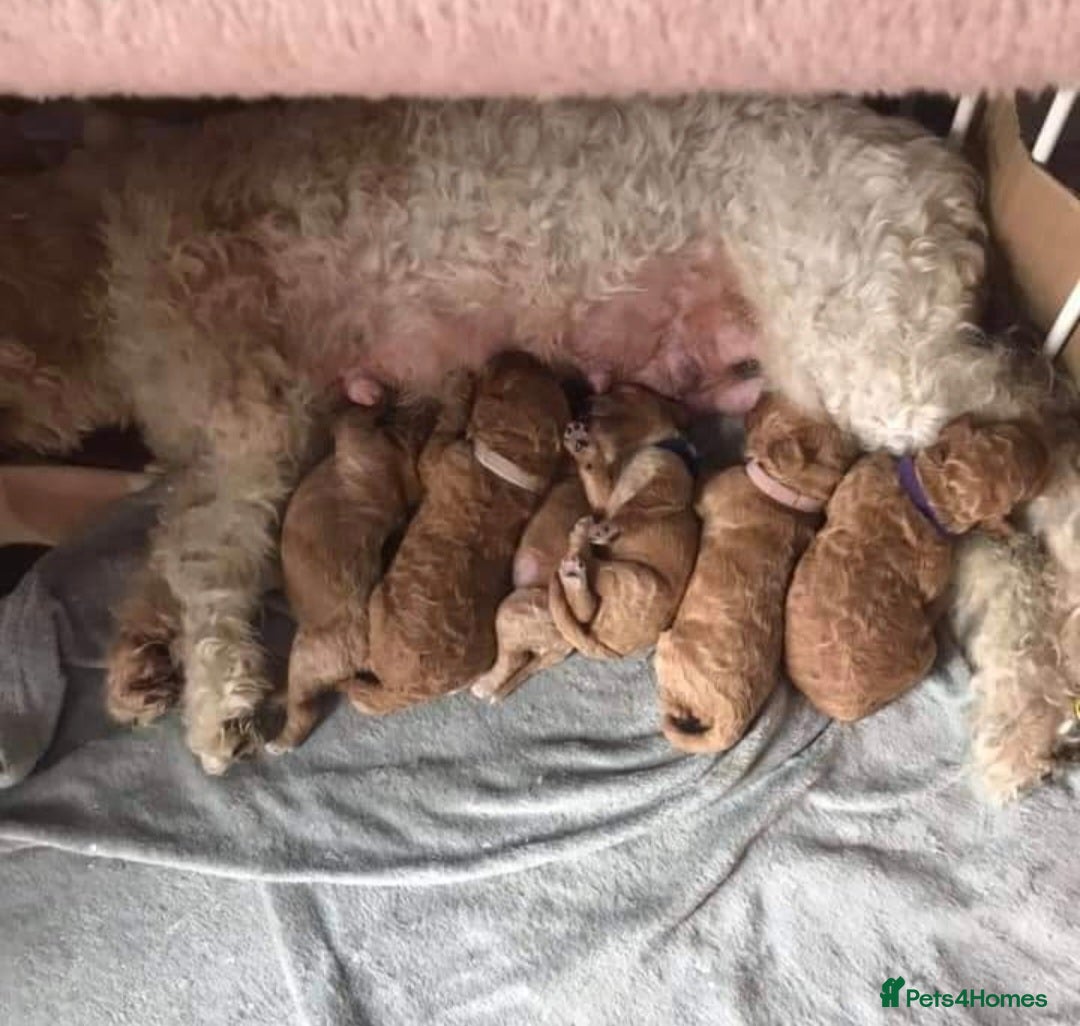 Miniature Poodle dogs for stud: Red Miniature Poodle Stud package Available  in Southampton - Advert 10