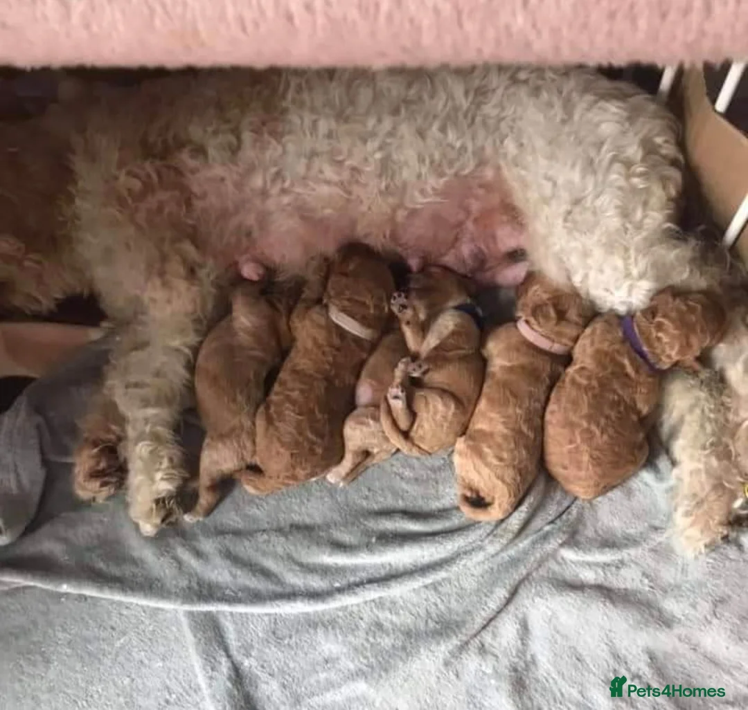 Miniature Poodle dogs for stud: Red Miniature Poodle Stud package Available  in Southampton - Advert 10