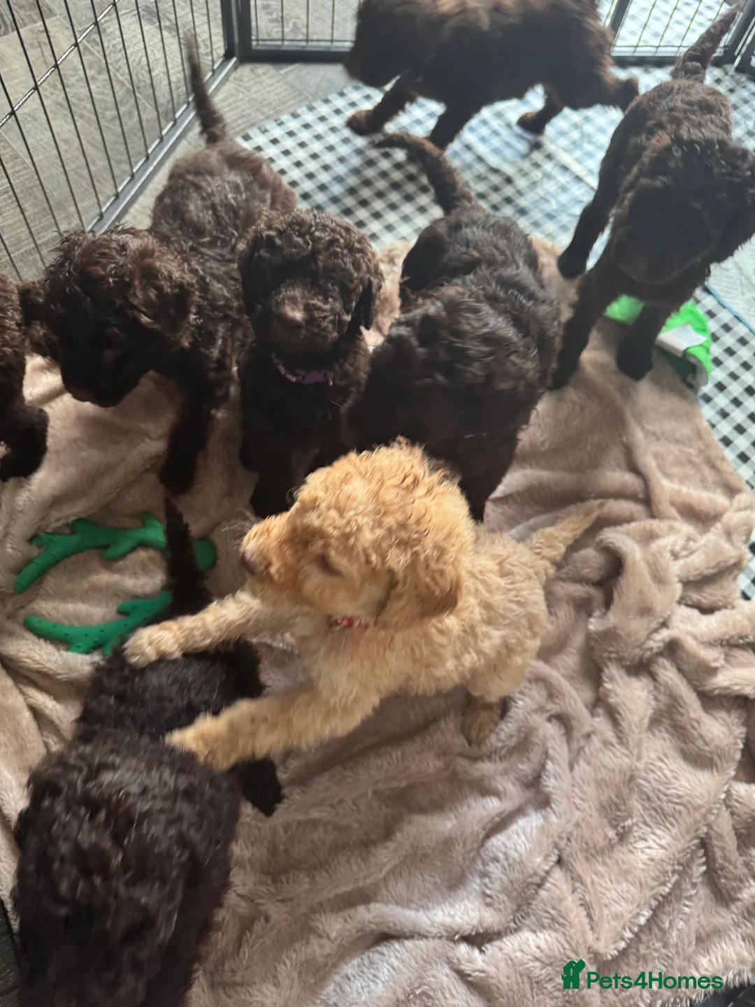Labradoodle dogs for stud: Chocolate Standard Labradoodle Multigenerational  in Matlock - Advert 16