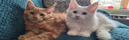 Maine Coon cats for sale: Snow & Fire Maine Coon Kittens GCCF - Advert 16