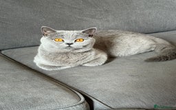 British Shorthair cats for sale: 2 female British blue shorthair  - Image 7