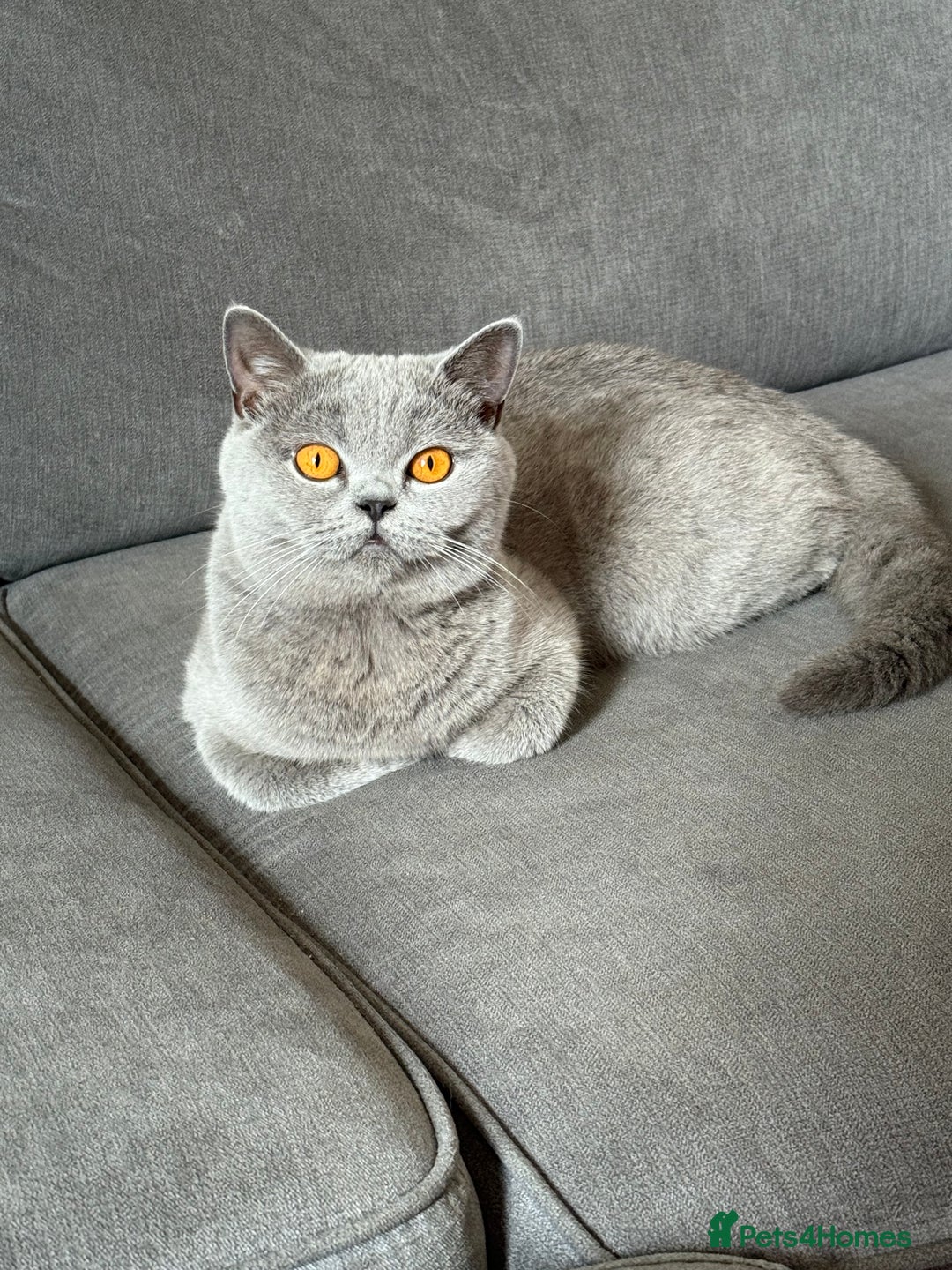 British Shorthair cats for sale: 2 female British blue shorthair  - Image 7