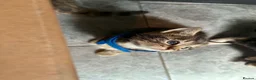 Mixed Breed cats for sale: Beautiful long haired Torbie x Bengal kittens - Advert 12