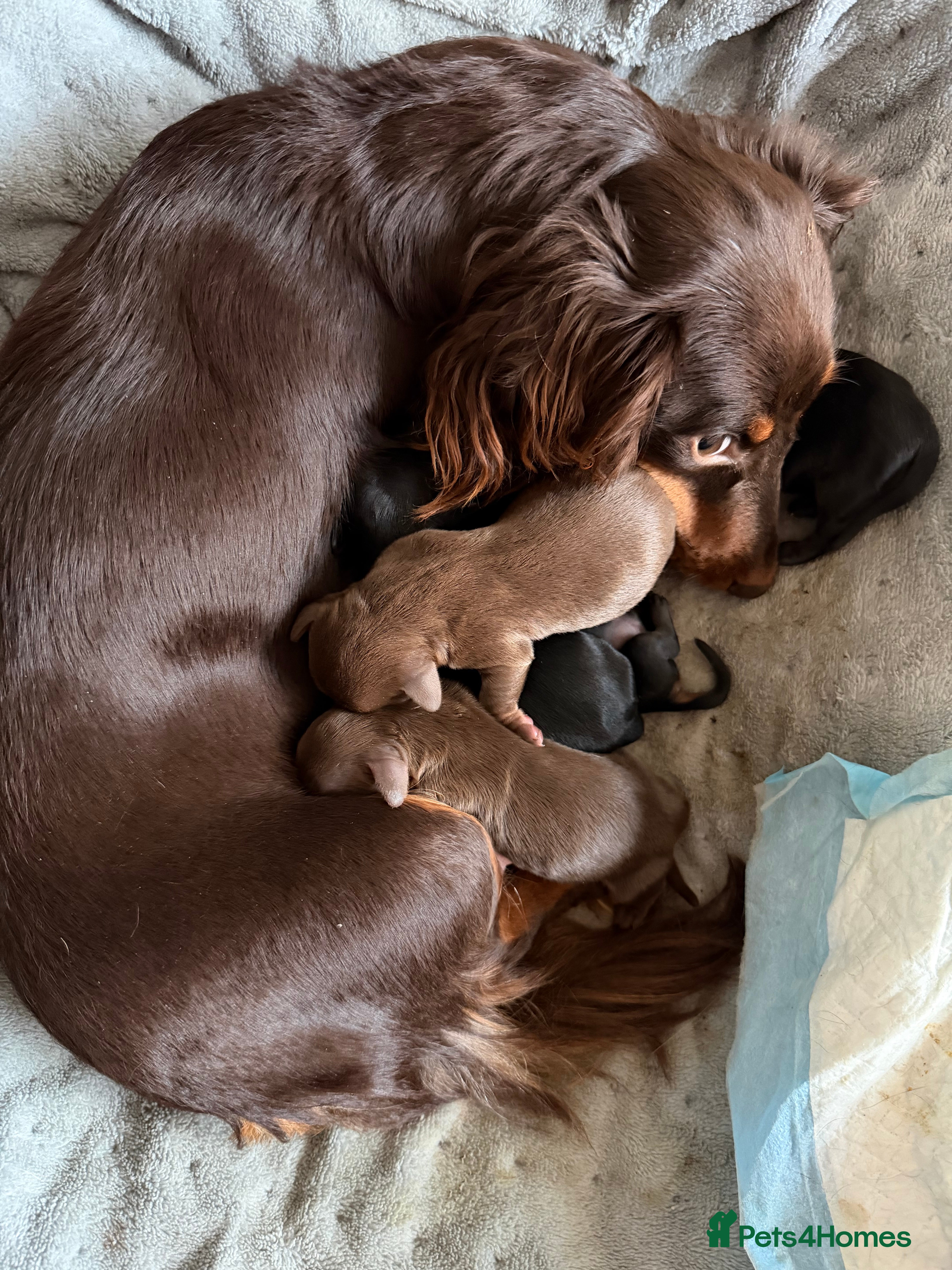 Miniature Dachshund dogs Minature dachshund puppies  - Advert 1