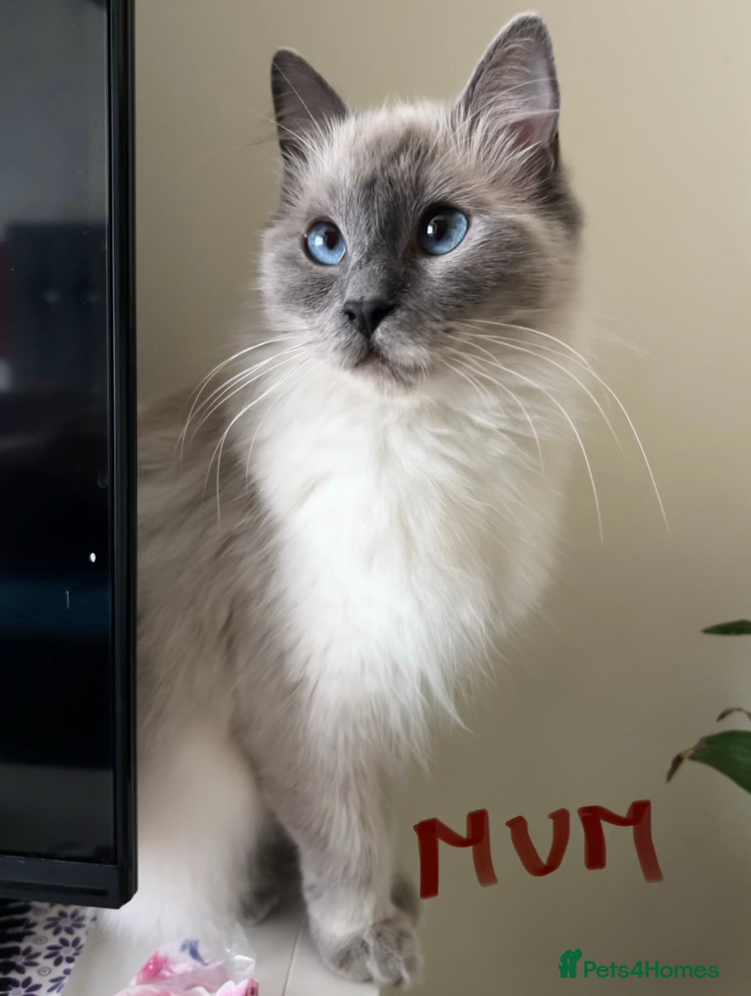 Ragdoll cats for sale: Ragdoll kittens blue point and seal point  - Advert 1